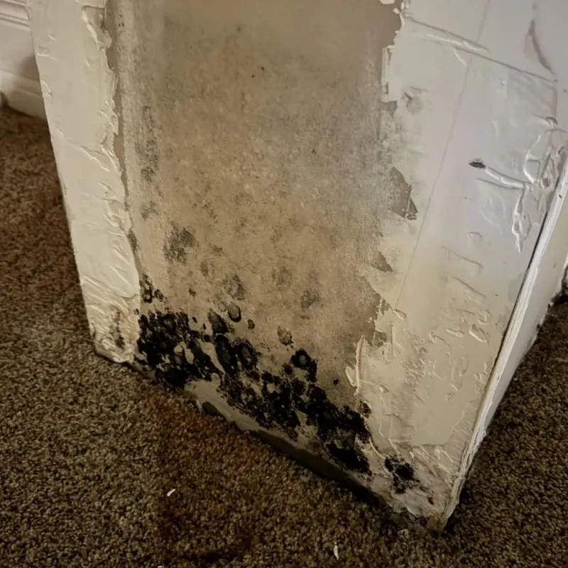Professional Mold Removal in North Catasauqua, PA